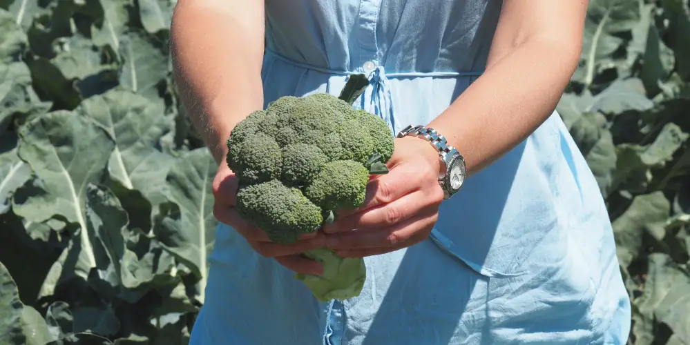 gesunde ernährung schwangerschaft broccoli schwanger miss broccoli, mamablog, 1000 tage, tipps, verbotene lebensmittel, erlaubt,