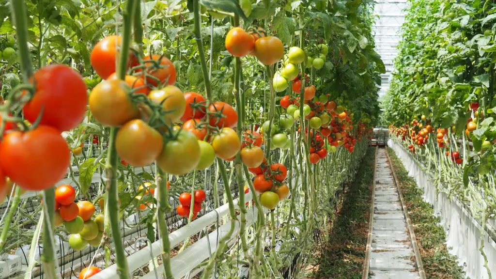 tomaten, tomatenpflanze, gemüsebau,, gewächshaus, horssol, treibhaus