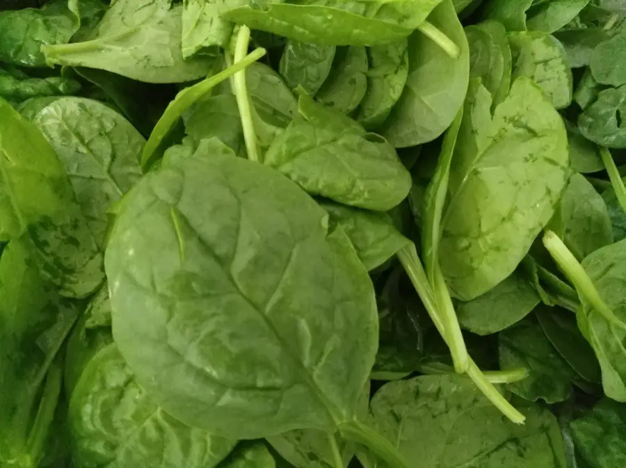 Spinat Blattspinat frisch geerntet foodblog spinatknödel rezept