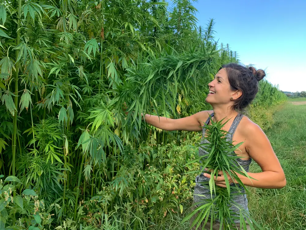 Cannabis Samen: Deshalb sind Hanfsamen so gesund und vielseitig